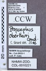 Etiketten zu Propsephus guineensis (NHMW-ZOO-COL-0010221)